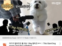 [잡담] ㅇㄴ 동물농장에 세븐틴 민규 나왔었네 - 인스티즈(instiz) 연예 카테고리