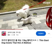 ㅇㄴ 동물농장에 세븐틴 민규 나왔었네 - 인스티즈(instiz) 연예 카테고리 ㅇㄴ 동물농장에 세븐틴 민규 나왔었네