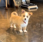 강쥐 잘알들 도와줘🧡 이 강아지 종 뭐야?? - 인스티즈(instiz) 일상 카테고리 강쥐 잘알들 도와줘🧡 이 강아지 종 뭐야??