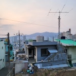 고양이를 찍었는데 강아지도 있다 - 인스티즈(instiz) 일상 카테고리 고양이를 찍었는데 강아지도 있다