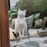 카페 왔는데 고양이가 있어 🐈 - 인스티즈(instiz) 익명잡담 카테고리 카페 왔는데 고양이가 있어 🐈