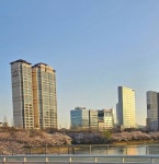 석촌호수 주말에 벚꽃보러가도 될까??40 - 인스티즈(instiz) 익명잡담 카테고리 석촌호수 주말에 벚꽃보러가도 될까??40
