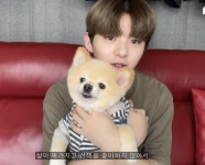 보플 강아지들 다 왠지 주인이랑 닮은거같음 ㅋㅋㅋ - 인스티즈(instiz) 연예 카테고리 보플 강아지들 다 왠지 주인이랑 닮은거같음 ㅋㅋㅋ