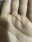 내 머리카락이 이상하게 자라 - 인스티즈(instiz) 일상 카테고리