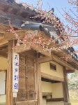 매화가 일케 이쁜거엿냐구 - 인스티즈(instiz) 익명잡담 카테고리 매화가 일케 이쁜거엿냐구