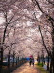 우리 학교 봄도 볼래?🌸 - 인스티즈(instiz) 익명잡담 카테고리 우리 학교 봄도 볼래?🌸
