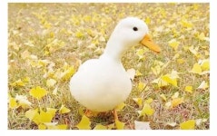 오 오리랑 거위랑 비주얼차이 - 인스티즈(instiz) 일상 카테고리