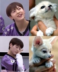 매튜 진짜 여우랑 닮았닼ㅋㅋㅋㅋㅋㅋ - 인스티즈(instiz) 연예 카테고리 매튜 진짜 여우랑 닮았닼ㅋㅋㅋㅋㅋㅋ