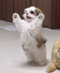 유툽 돌아 다니다 진짜 이쁜 강아지 발견 - 인스티즈(instiz) 일상 카테고리