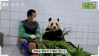 댓글 눈물파티라는 독립을 앞둔 푸바오와 강철원 사육사의 대화 - 인스티즈(instiz) 이슈 카테고리