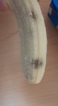 얘들아 이거 바나나 못 먹어? 상한거야? - 인스티즈(instiz) 일상 카테고리 얘들아 이거 바나나 못 먹어? 상한거야?