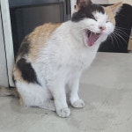 주유소에서 키우는 길고양이 - 인스티즈(instiz) 일상 카테고리