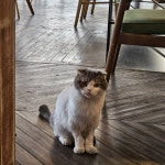 나만 없어 고양이... - 인스티즈(instiz) 카테고리 나만 없어 고양이...