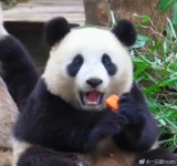 화니 시절 아기 아이바오 - 인스티즈(instiz) 이슈 카테고리 화니 시절 아기 아이바오