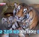 [잡담] 푸바오 전에 에버랜드 마스코트였던 애기냥이들..,,.. - 인스티즈(instiz) 연예 카테고리