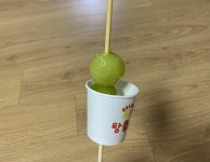 탕후루 개미쳤다ㅜㅜㅜ - 인스티즈(instiz) 일상 카테고리 탕후루 개미쳤다ㅜㅜㅜ