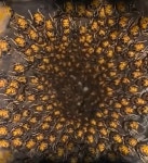 (혐오주의) 장수말벌집 내부사진 - 인스티즈(instiz) 이슈 카테고리 (혐오주의) 장수말벌집 내부사진