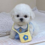 🐶언니 나 유치원 갈 준비 다 했는데! - 인스티즈(instiz) 이슈 카테고리 🐶언니 나 유치원 갈 준비 다 했는데!