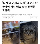 니가 왜 거기서 나와 냉장고 칸 하나에 자리 잡고 있는 뻔뻔한 고양이 - 인스티즈(instiz) 이슈 카테고리