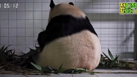 [잡담] 아이바오 삼각김밥 드릴까요 아니면 푸바오 삼각김밥 드릴까요 - 인스티즈(instiz) 연예 카테고리