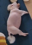 강아지 이 상태에서 만지면 극락감 - 인스티즈(instiz) 일상 카테고리 강아지 이 상태에서 만지면 극락감