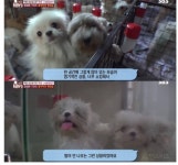 ?? : 보호소에 있는 애들은 더럽고 아프잖아요, 불법 아니고 인증 받은 정식 켄넬 에서 데리고왔어요^^ - 인스티즈(instiz) 이슈 카테고리 ??... 