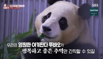 [잡담] 오늘 동물농장 푸바오편에 나온 마지막 장면 - 인스티즈(instiz) 연예 카테고리