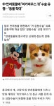 中 반려동물에 미키마우스 귀 수술 유행…동물 학대 - 인스티즈(instiz) 이슈 카테고리 中 반려동물에 미키마우스 귀 수술 유행…동물 학대