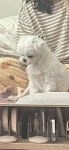 꼬순내나는 울집강아지를 봐죠라.. - 인스티즈(instiz) 일상 카테고리 꼬순내나는 울집강아지를 봐죠라..