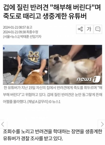 겁에 질린 반려견 '해부해 버린다'며 죽도로 때리고 생중계한 유튜버 - 인스티즈(instiz) 이슈 카테고리