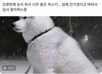 ???: 파트라슈....나..점점...추워.... - 인스티즈(instiz) 이슈 카테고리 ???: 파트라슈....나..점점...추워....