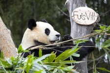 참 푸바오 삼성이긴 한갑다... - 인스티즈(instiz) 일상 카테고리 참 푸바오 삼성이긴 한갑다...