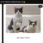 따봉 고양이 - 인스티즈(instiz) 일상 카테고리 따봉 고양이