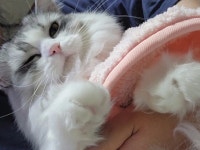 [잡담] 세마리중 제일 순한 고양이 맞춰봐 - 인스티즈(instiz) 일상 카테고리 세마리중 제일 순한 고양이 맞춰봐