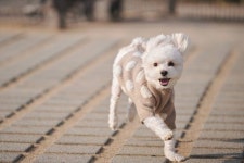 우리집 개 신난거 너무귀여워 - 인스티즈(instiz) 일상 카테고리 우리집 개 신난거 너무귀여워