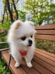 엄마가 보내준 우리집 강아지 사진 좀 봐조ㅜㅜㅜ - 인스티즈(instiz) 일상 카테고리 엄마가 보내준 우리집 강아지 사진 좀 봐조ㅜㅜㅜ