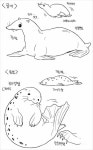 물개와 물범 구분하기 - 인스티즈(instiz) 이슈 카테고리 물개와 물범 구분하기
