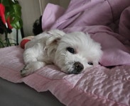 [잡담] 실시간 꼬순내 - 인스티즈(instiz) 일상 카테고리