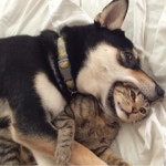 라이즈 빈앤톤 닮은 멍냥이들만 보면 영원히 저장하는 병에 걸림 - 인스티즈(instiz) 연예 카테고리 라이즈 빈앤톤 닮은 멍냥이들만 보면 영원히... 