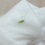 [잡담] ㅎㅇㅈㅇ 이 초록색 날파리? 정체 아는 사람?? - 인스티즈(instiz) 일상 카테고리
