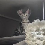 [잡담] 나 . 중성화 햇지만 . 늠름 . 고양 - 인스티즈(instiz) 일상 카테고리
