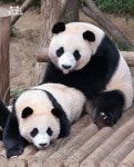 [잡담] 푸바오 동생들도 진짜 많이 컸다 - 인스티즈(instiz) 일상 카테고리