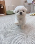 귀여운 강아지 보고 다들 힘내 (안보면손해 - 인스티즈(instiz) 일상 카테고리 귀여운 강아지 보고 다들 힘내 (안보면손해