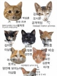 객식냥 - 인스티즈(instiz) 픽션 카테고리
