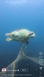 [잡담] 바다거북이 어망에 걸려죽은거봐 ㅜ - 인스티즈(instiz) 일상 카테고리