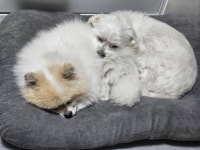 [잡담] 흰둥이들 합체함 - 인스티즈(instiz) 일상 카테고리