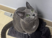 [잡담] 우리집 고냥이만 이렇게 - 인스티즈(instiz) 일상 카테고리