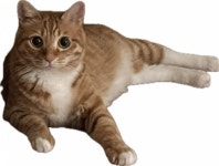 [잡담] 😻울집 고야미 보고가 ‼️😇‼️ - 인스티즈(instiz) 일상 카테고리