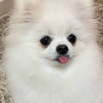 [잡담] 우리집 말티즈 귀엽지 - 인스티즈(instiz) 일상 카테고리