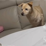 이 개는 무슨종일까? - 인스티즈(instiz) 일상 카테고리 이 개는 무슨종일까?